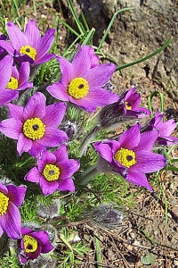 Koniklec (Pulsatilla obecný)