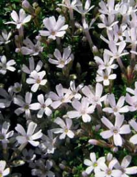 Velmi málo známý, přitom poměrně nenáročný je Phlox roseiflora. Má-li slunce jen dopoledne, rychlý odtok vody po dešti či zálivce, pak si bude ve vaší skalce spokojeně a pomalu růst. Velmi málo známý, přitom poměrně nenáročný je Phlox roseiflora. Má-li slunce jen dopoledne, rychlý odtok vody po dešti či zálivce, pak si bude ve vaší skalce spokojeně a pomalu růst.