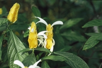 Chmelník (Pachystachys) – od března zvyšujte zálivku na 1 až 2× týdně. V chladnější místnosti v zimě shodí listy, které na jaře znovu vyraší. Zaprášené listy očistěte štětcem. K rostlině postavte misku s oblázky zalitými vodou. Rozkvétá až v létě.